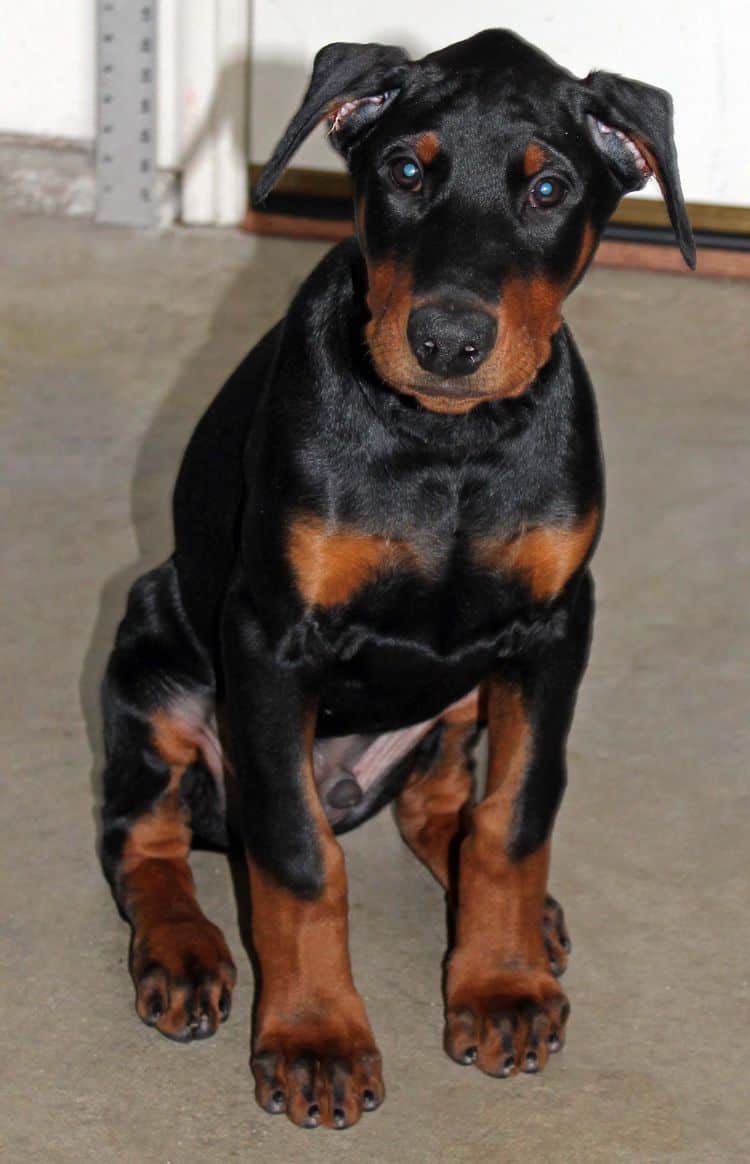 black and rust male doberman pupp; champion sired