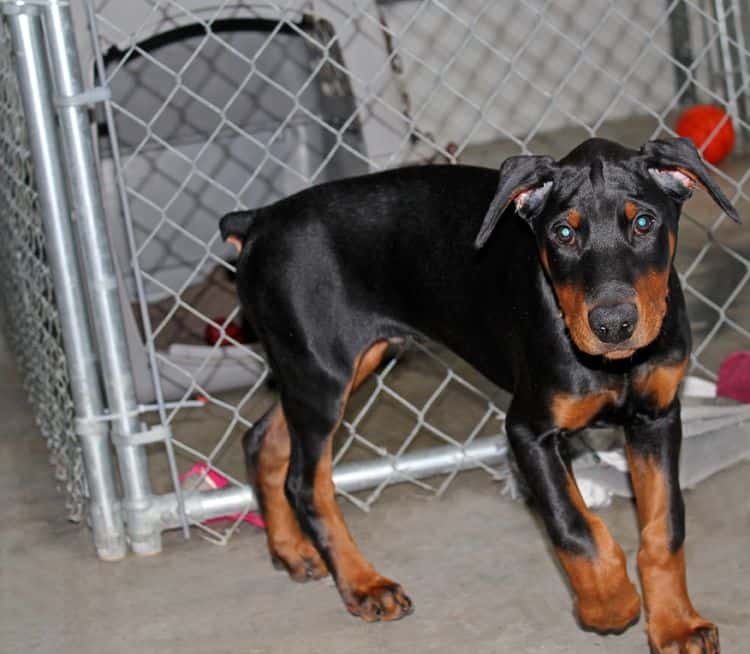 black and rust male doberman pupp; champion sired