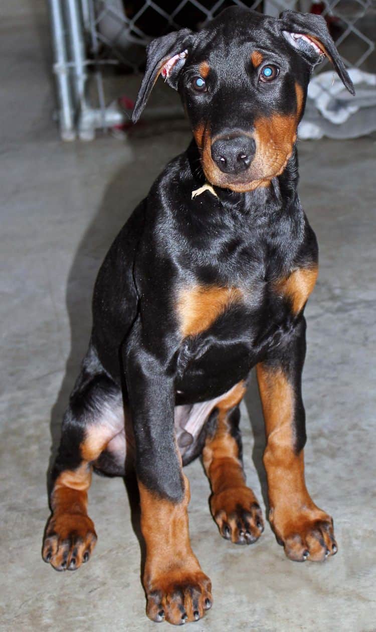 black and rust male doberman pupp; champion sired