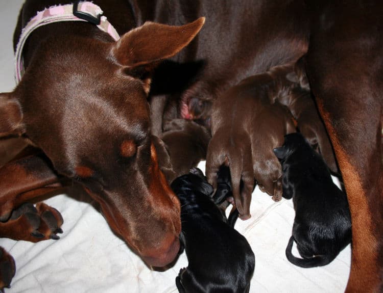 day old doberman puppies birth pictures to tail docks