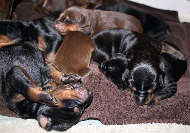 red rust female doberman puppies - blacks and reds, males and females