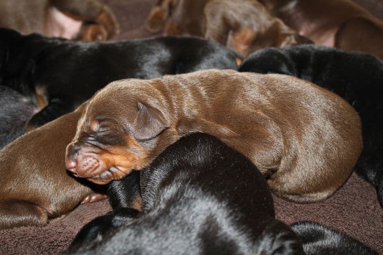 red rust female doberman puppies - blacks and reds, males and females