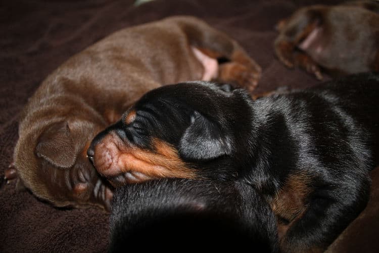 red rust female doberman puppies - blacks and reds, males and females