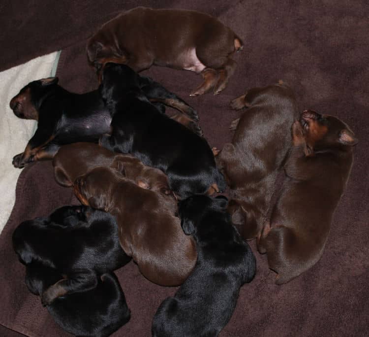 red rust female doberman puppies - blacks and reds, males and females