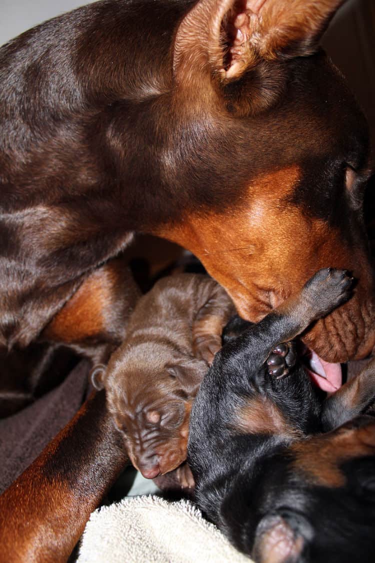 red rust female doberman puppies - blacks and reds, males and females