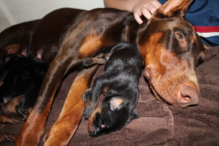 red rust female doberman puppies - blacks and reds, males and females