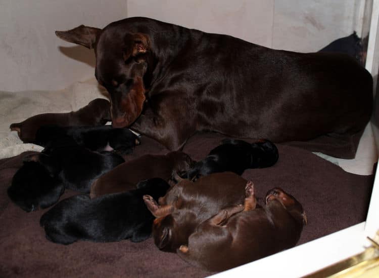 red rust female doberman puppies - blacks and reds, males and females