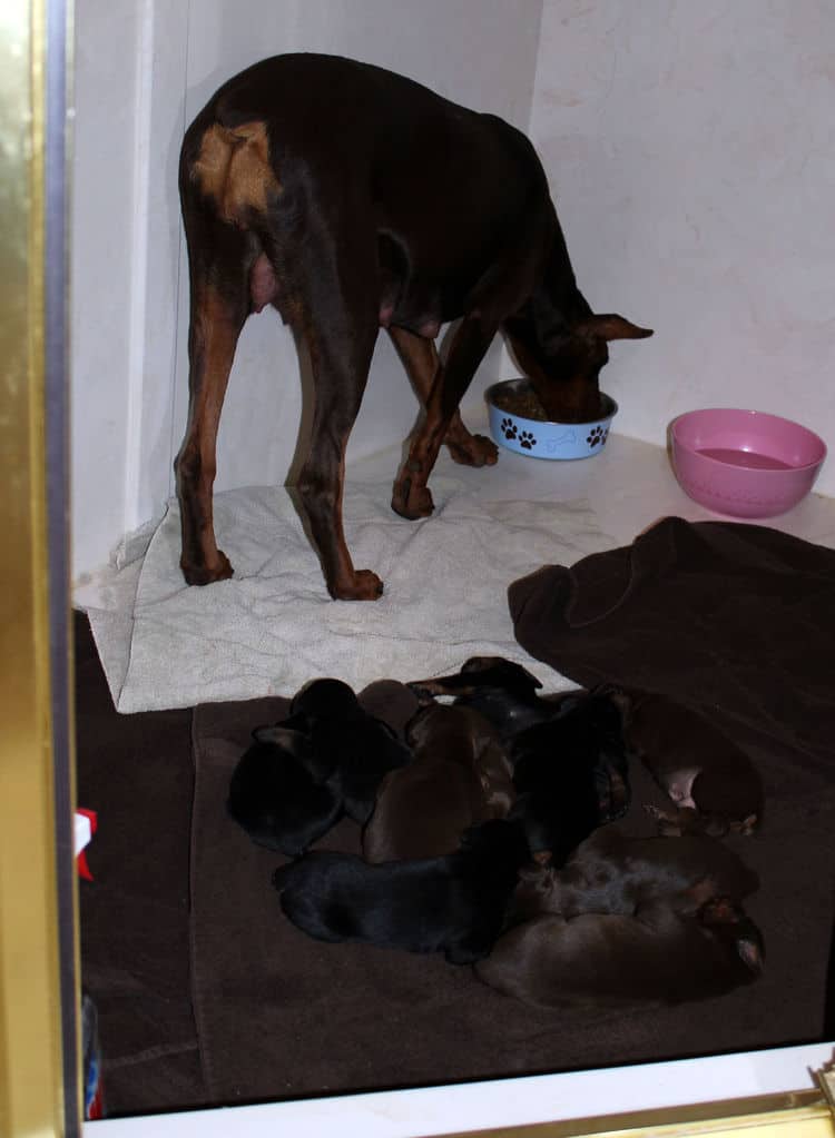 red rust female doberman puppies - blacks and reds, males and females