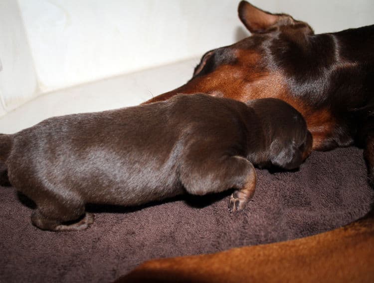 red rust female doberman puppies - blacks and reds, males and females