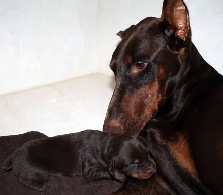 red rust female doberman puppies - blacks and reds, males and females