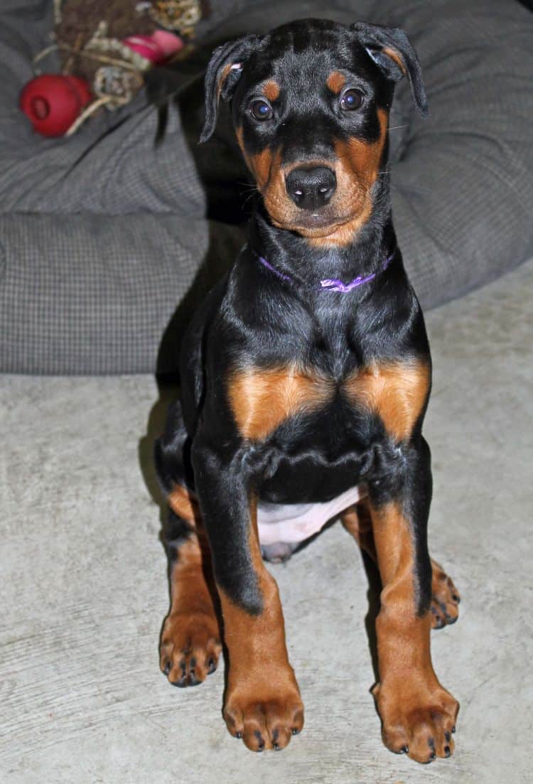 cropped black and rust female dobie pup; champion sired