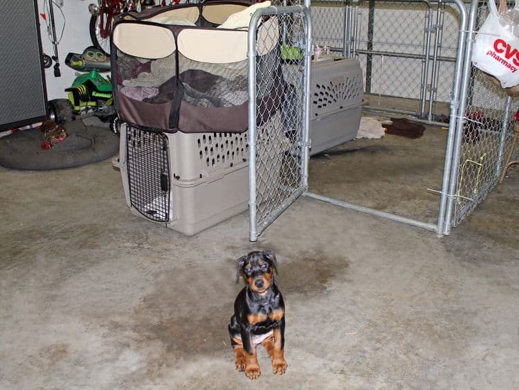 cropped black and rust female dobie pup; champion sired