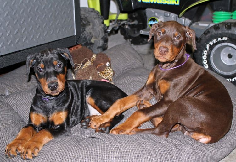 cropped black and rust, red and rust female dobie pups; champion sired