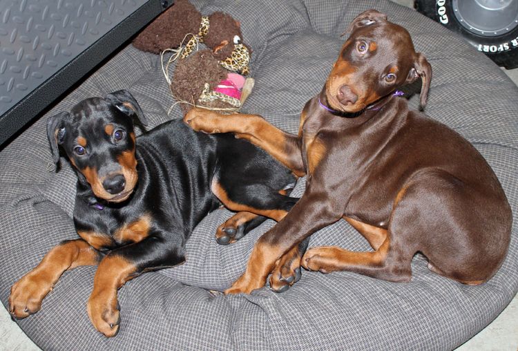 cropped black and rust, red and rust female dobie pups; champion sired