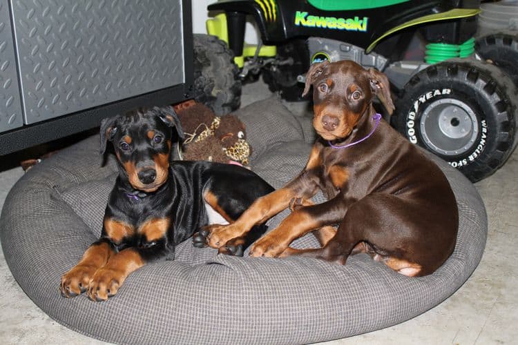 cropped black and rust, red and rust female dobie pups; champion sired