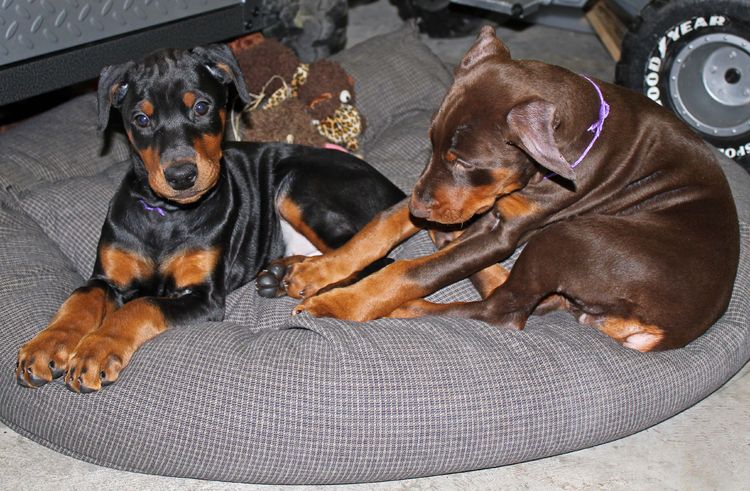 cropped black and rust, red and rust female dobie pups; champion sired