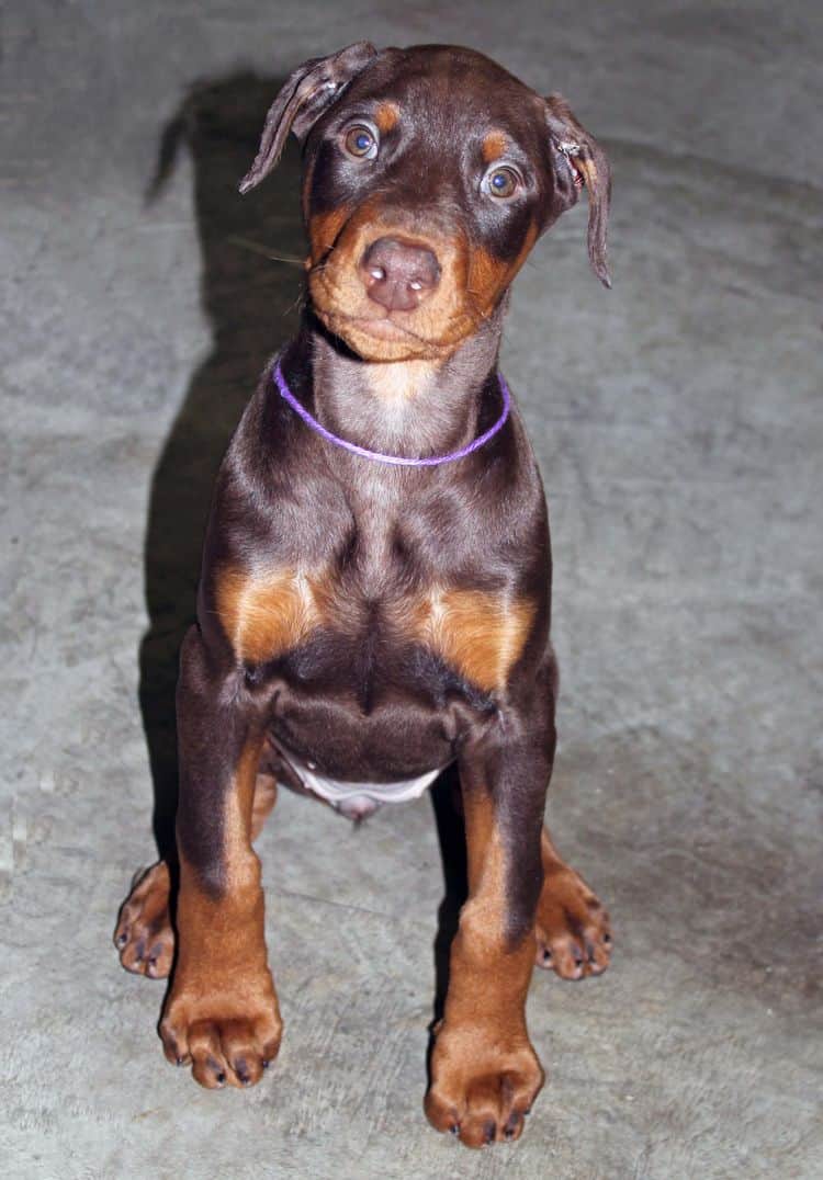 cropped red and rust female dobie pup; champion sired