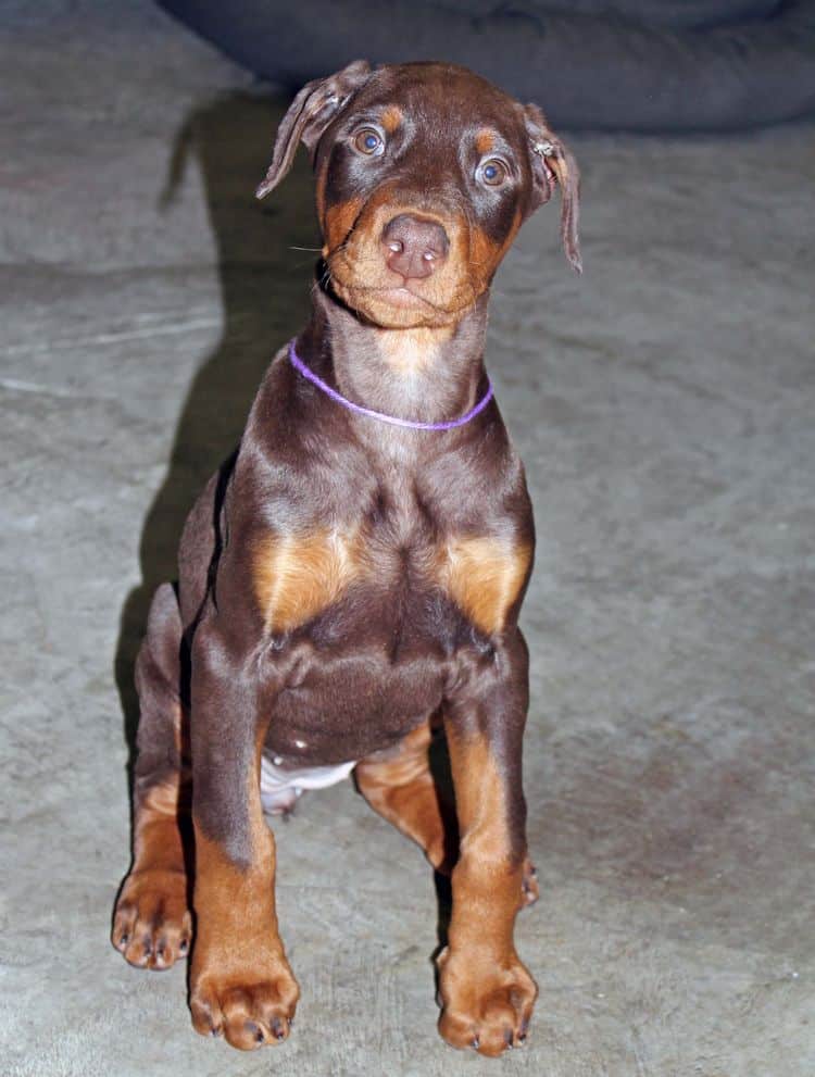 cropped red and rust female dobie pup; champion sired