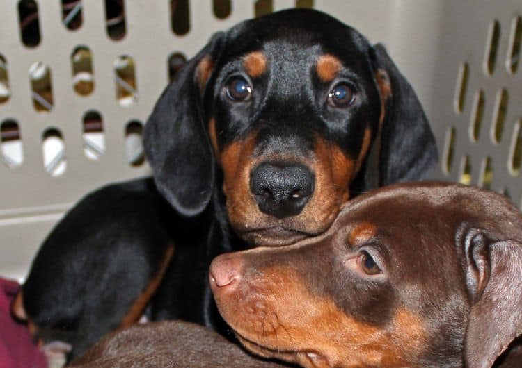 black and rust female doberman puppy; champion sired