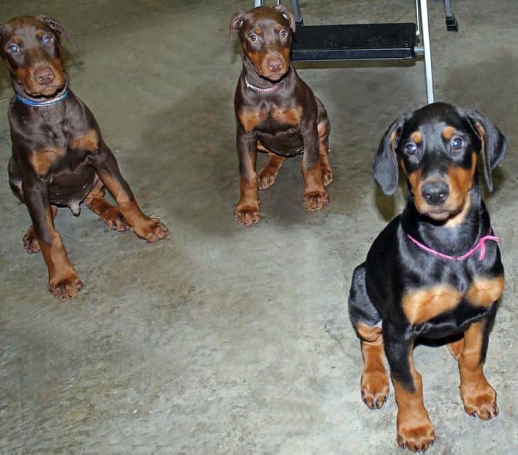 black and rust female doberman puppy; champion sired