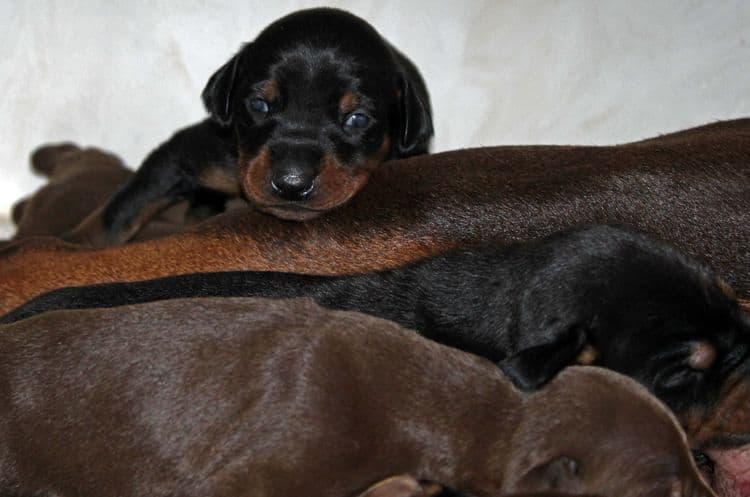 2 week old dobie pups black and rust, red and rust; champion sired