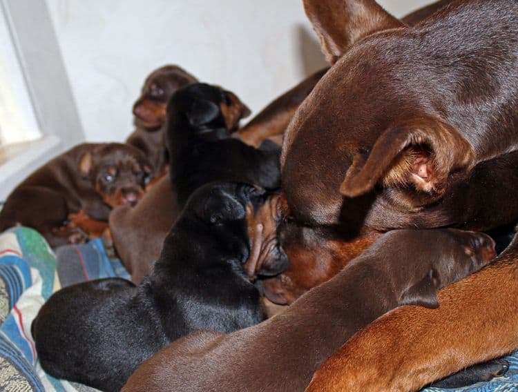 2 week old dobie pups black and rust, red and rust; champion sired
