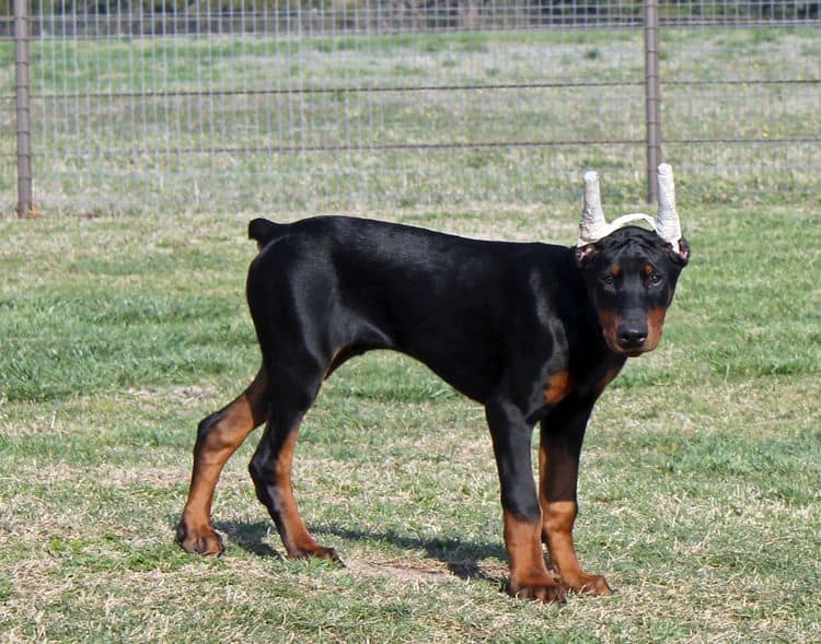 black and rust male doberman pupp; champion sired