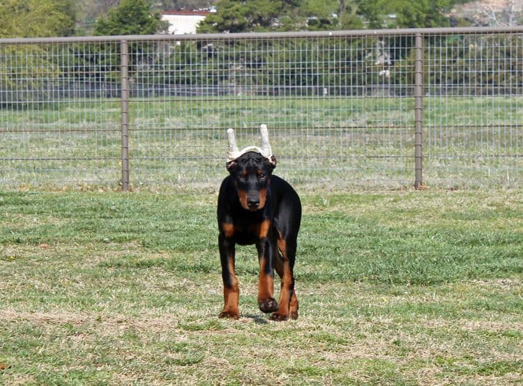 black and rust male doberman pupp; champion sired