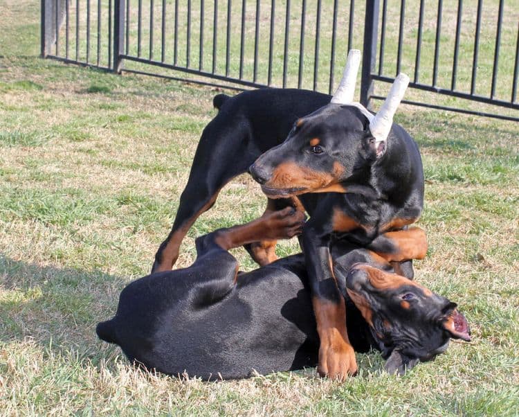 black and rust male doberman pupp; champion sired