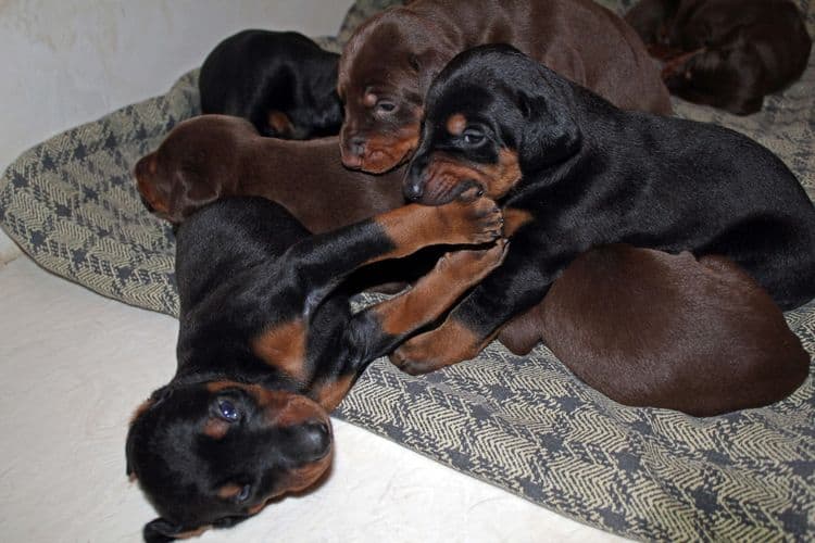 3 week old dobe pups black and rust, red and rust; champion sired
