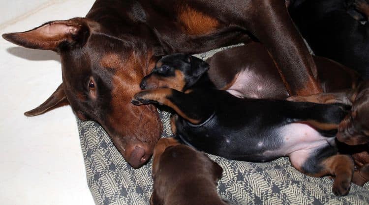 3 week old dobe pups black and rust, red and rust; champion sired