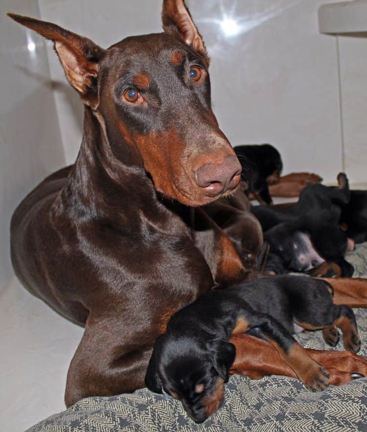 Sable's first litter. Click pic to see more from this litter.