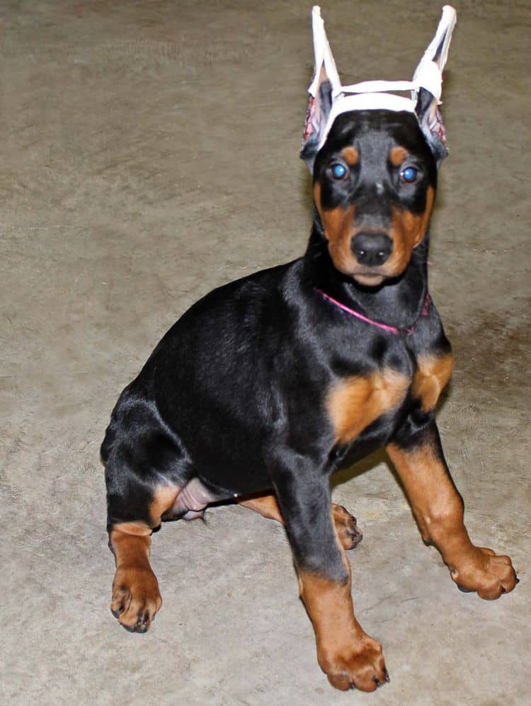 cropped black and rust female doberman puppy - trip to vet; champion sired