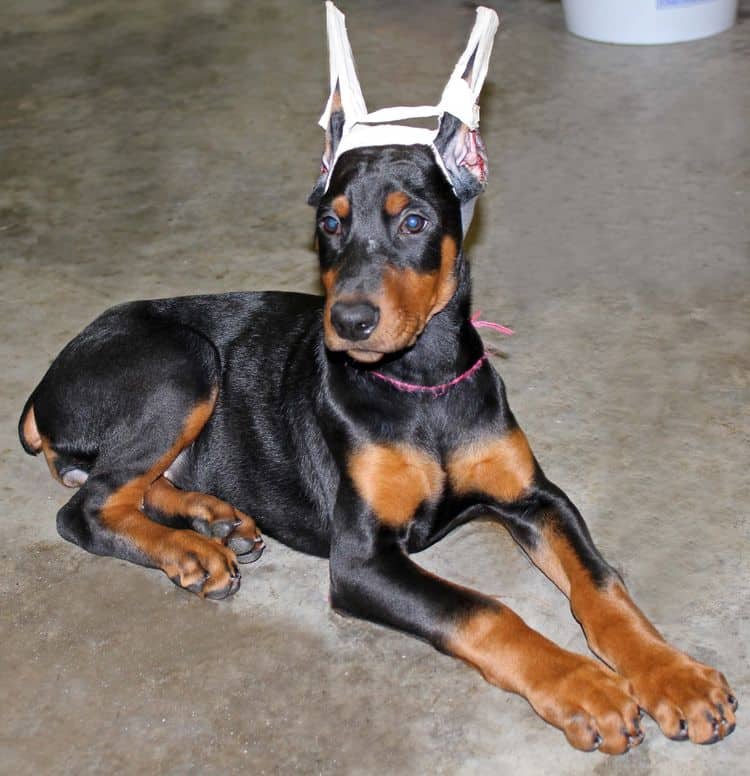 cropped black and rust female doberman puppy - trip to vet; champion sired