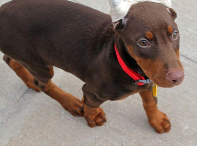 red and rust female doberman puppy ready to go home