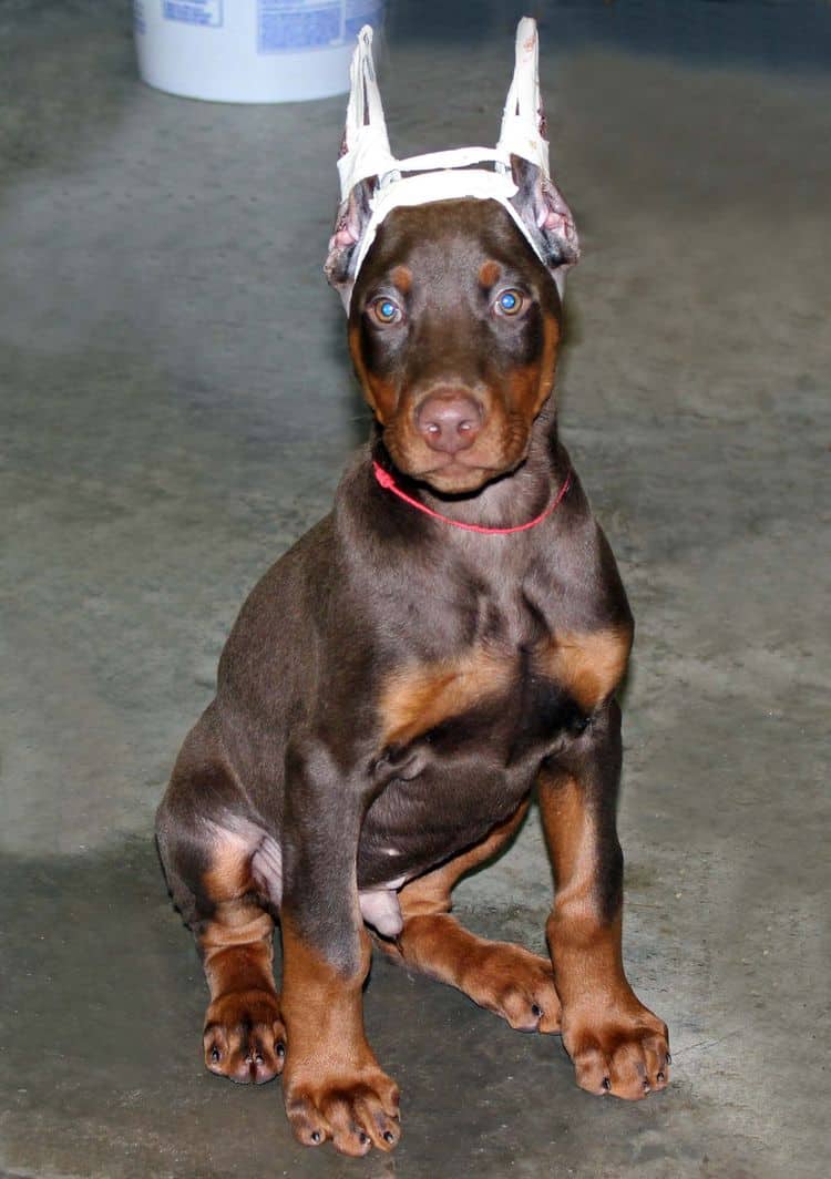 red and rust male doberman pup with ears cropped; champion sired