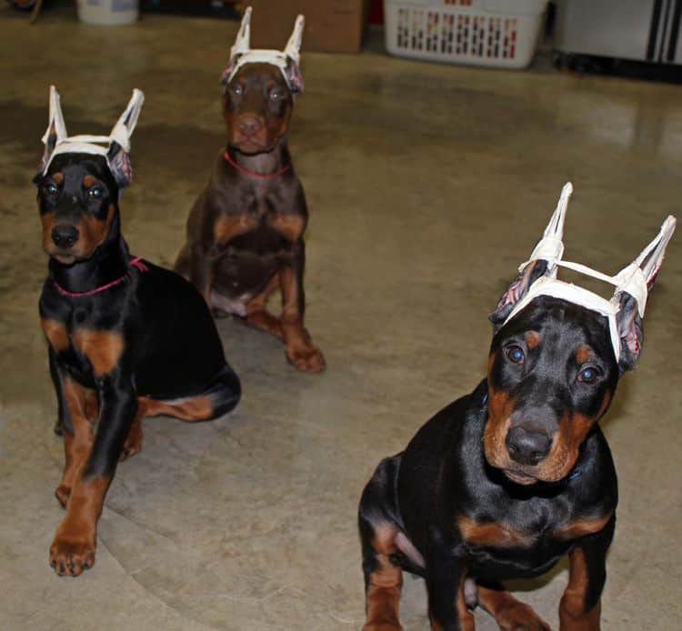 cropped black and rust female doberman puppy - trip to vet; champion sired