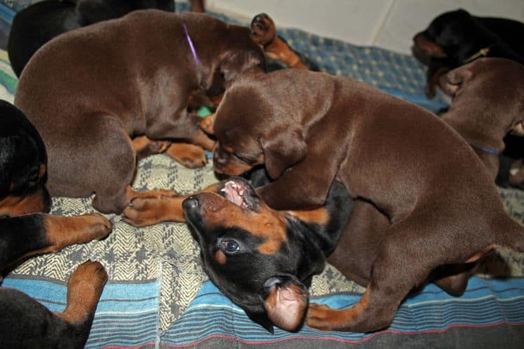 4 week old doberman pups black and rust, red and rust; champion sired