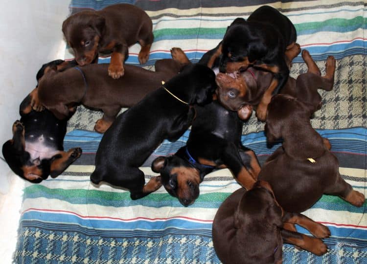 4 week old doberman pups black and rust, red and rust; champion sired