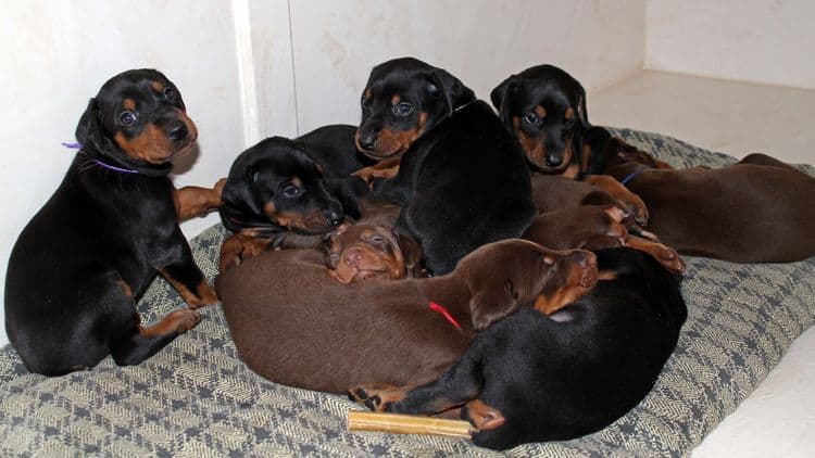 black and rust dobermann female puppy at 4 weeks old with siblings; she is sitting up, far left