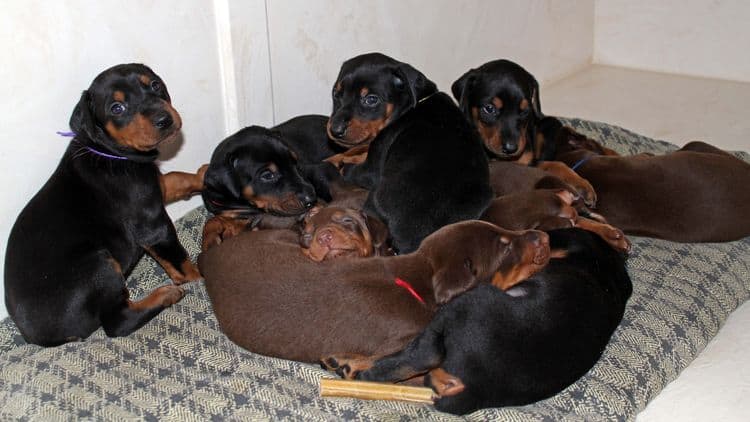 4 week old doberman pups black and rust, red and rust; champion sired