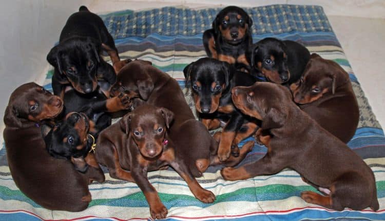 4 week old red and rust female doberman pup with siblings; champion sired