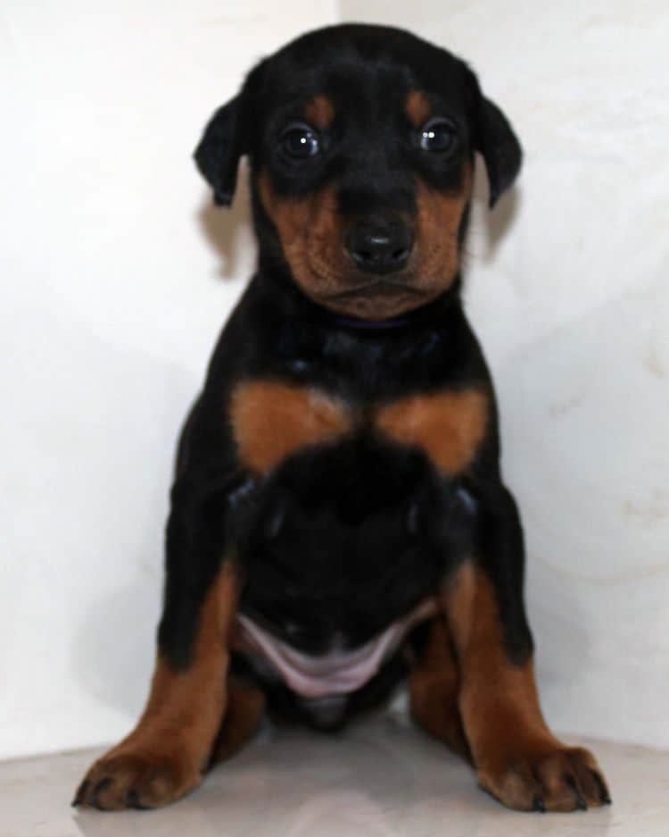 black and rust dobermann female puppy at 4 weeks old