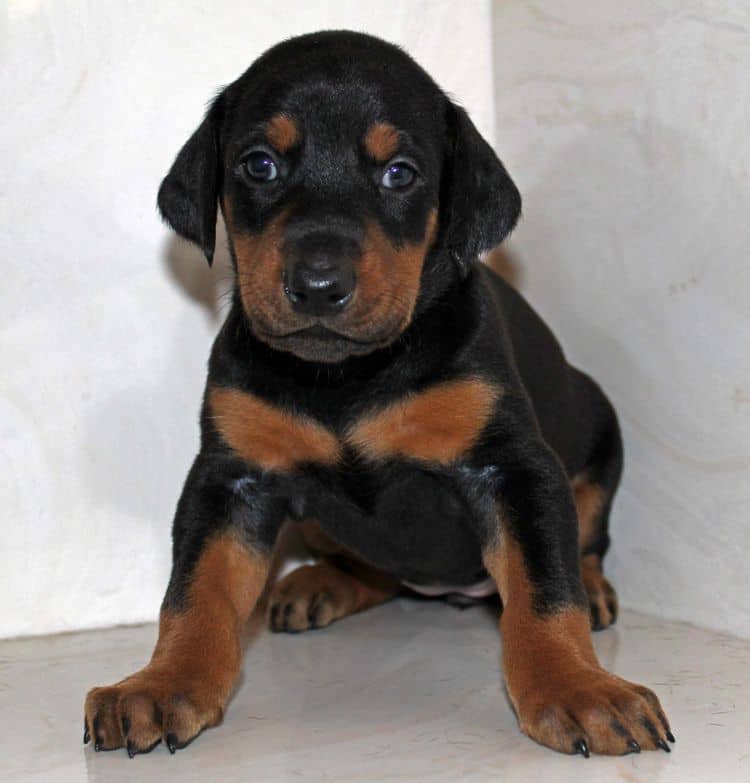 4 week old black and rust female doberman pup; champion sired