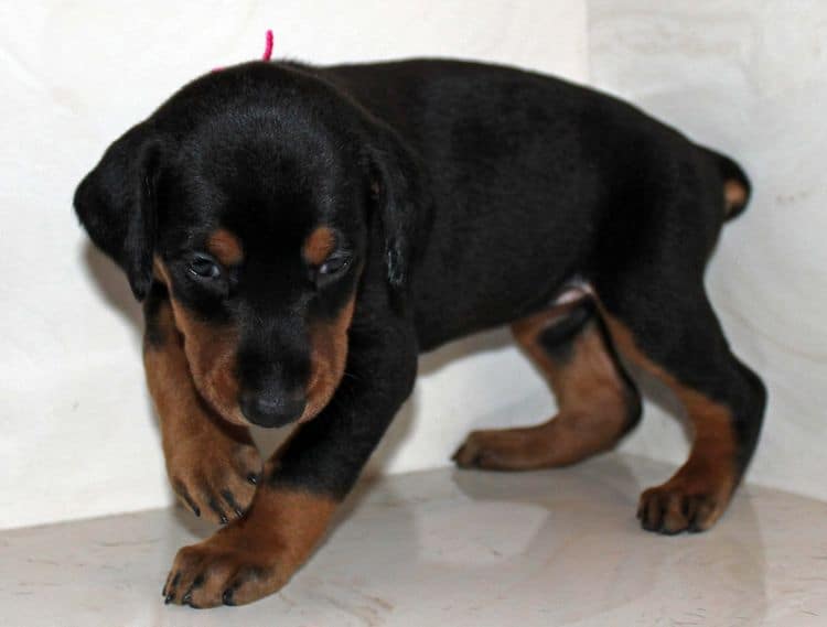 4 week old black and rust female doberman pup; champion sired