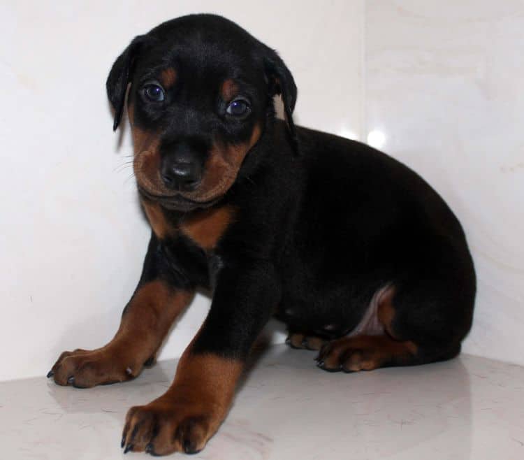 Black and rust male dobe tagged Blue at 4 weeks old