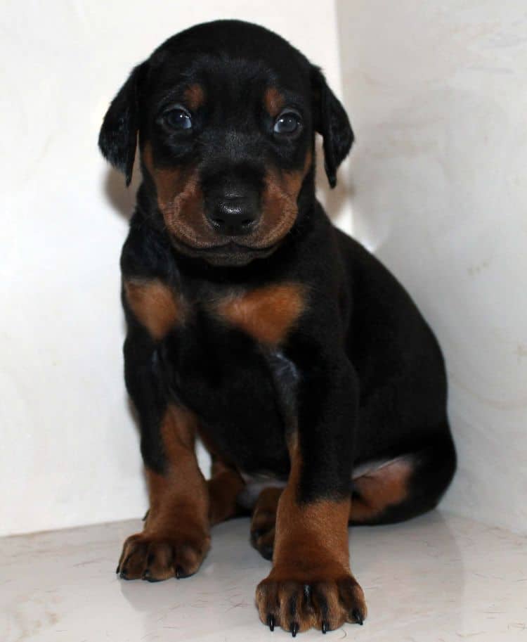 4 week old black and rust male doberman pup; champion sired