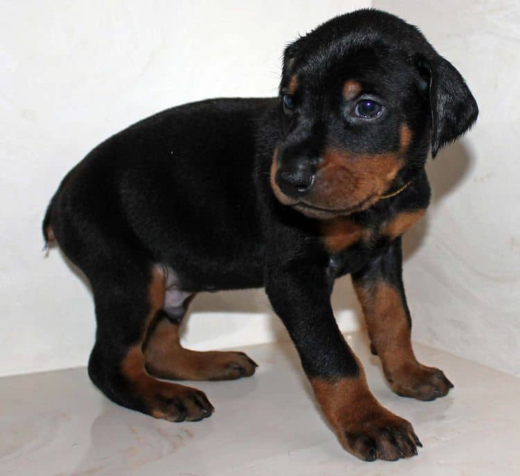 4 week old black and rust male doberman pup; champion sired