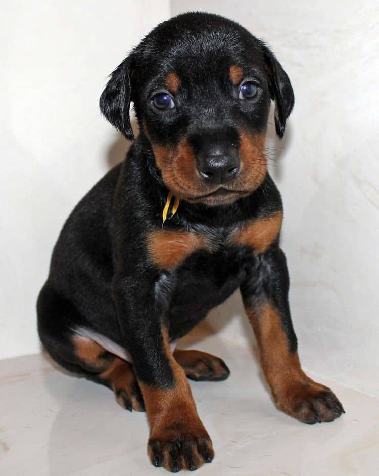 4 week old black and rust male doberman pup; champion sired