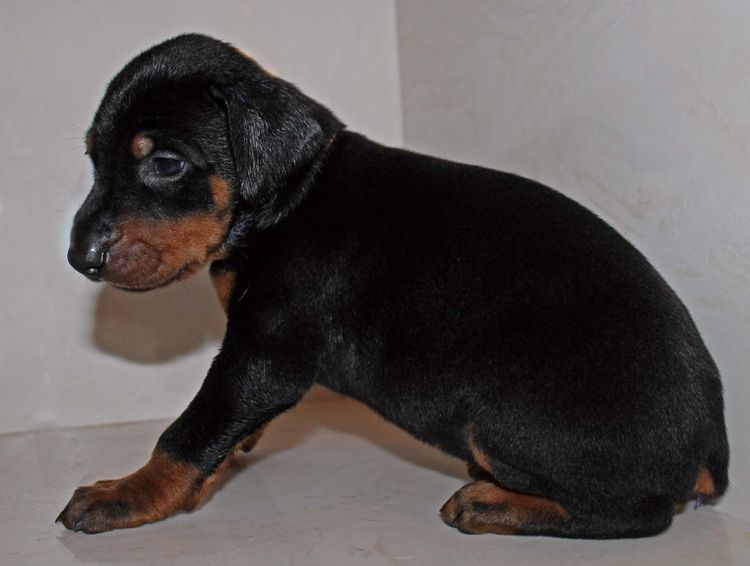 4 week old black and rust male doberman pup; champion sired